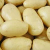 Menu Mega Chip White Seed Potatoes (Kennebec) -Holland Bulb Farms 75100 mega chip white seed potatoes