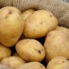 Menu White Seed Potatoes Superior -Holland Bulb Farms 75101 white seed potatoes superior