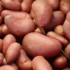 Menu French Fingerling Organic Potatoes -Holland Bulb Farms 75106 french fingerling organic potatoes