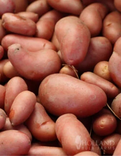 Menu French Fingerling Organic Potatoes