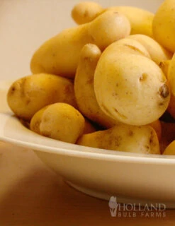 Menu Russian Banana Fingerling Potatoes