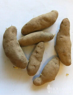 Menu Russian Banana Fingerling Potatoes -Holland Bulb Farms 75108 russian banana fingerling potatoes 3
