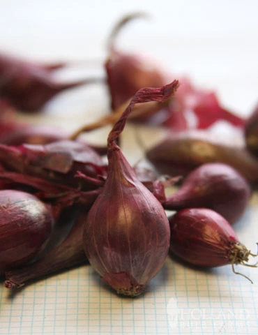 Menu Red Comred Onion Sets 4 Menu Red Comred Onion Sets - Image 2