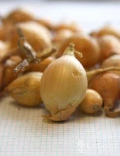 Menu Beginner Vegetable Garden Collection -Holland Bulb Farms 75110 stuttgarter yellow onion sets 1