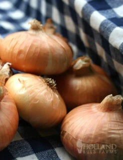 Menu Beginner Vegetable Garden Collection -Holland Bulb Farms 75110 stuttgarter yellow onion sets 2 1