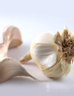 Menu Beginner Vegetable Garden Collection -Holland Bulb Farms 75112 garlic 1
