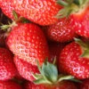 Menu All Star June-bearing Strawberry Plant -Holland Bulb Farms 75113 all star june bearing strawberry plant