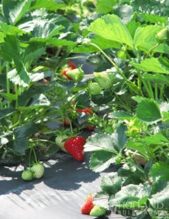 Menu Strawberry Rhubarb Pie Collection -Holland Bulb Farms 75113 all star june bearing strawberry plant 2 1