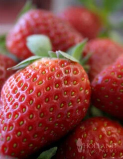 Menu The Berry Patch Collection -Holland Bulb Farms 75114 ozark everbearing strawberry plant 1