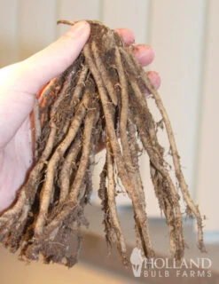 Menu Jersey Giant Asparagus Hybrid 2yr -Holland Bulb Farms 75116 jersey giant asparagus 2