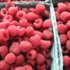 Menu Latham Red Raspberries Plant -Holland Bulb Farms 75121 latham red raspberries plant