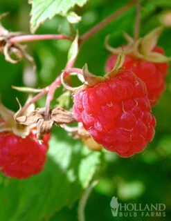 Menu Latham Red Raspberries Plant -Holland Bulb Farms 75121 latham red raspberries plant 2