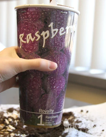 Menu Royalty Purple Raspberry Plant 4 Menu Royalty Purple Raspberry Plant - Image 2