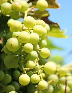 Menu Niagara Green Grape Plant