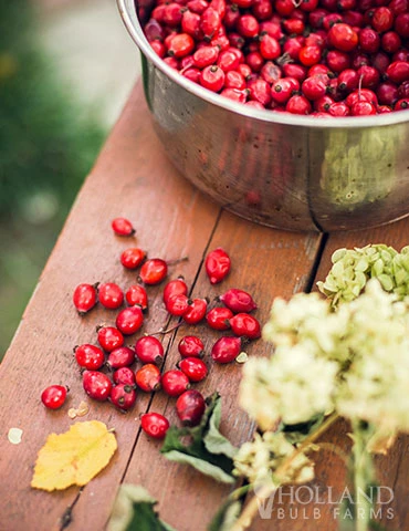 Menu Goji Berry 3 Menu Goji Berry