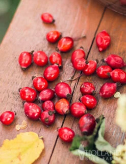 Menu Goji Berry 5 Menu Goji Berry -Holland Bulb Farms 75129 gogi berries