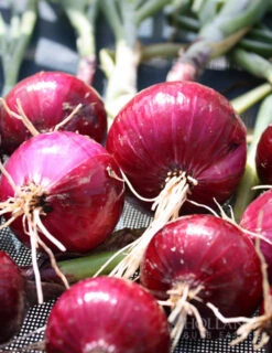 Menu Large Vegetable Garden Collection -Holland Bulb Farms 75133 large vegetable garden 5