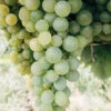Menu La Crescent White Grape -Holland Bulb Farms 75134 la crescent wine grape
