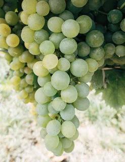 Menu La Crescent White Grape