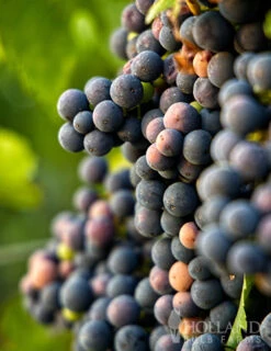 Menu Marquette Blue Grape -Holland Bulb Farms 75135 marquette grapes