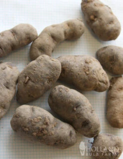 Menu Magic Molly Organic Fingerling Potatoes -Holland Bulb Farms 75138 magic molly organic fingerling potatoes