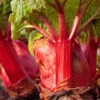 Menu Crimson Red Rhubarb -Holland Bulb Farms 75147 crimson red rhubarb