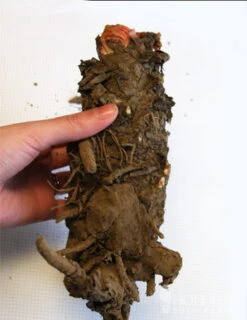 Menu Crimson Red Rhubarb -Holland Bulb Farms 75147 crimson red rhubarb 2