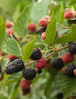 Menu Triple Crown Blackberry