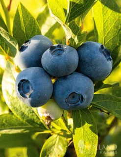 Menu Patriot Blueberry -Holland Bulb Farms 75156 patriot blueberries