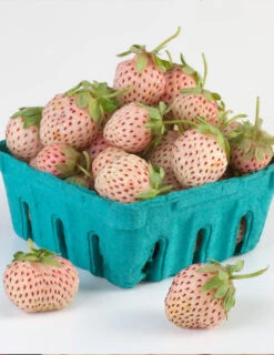 Menu Natural Albino Pineberry -Holland Bulb Farms 75159 2