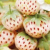 Menu Natural Albino Pineberry -Holland Bulb Farms 75159 white strawberries