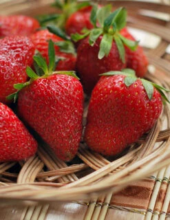 Menu Earliglow Strawberry