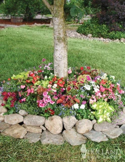 Menu Sun And Shade Tree Ring Seed Mat Collection -Holland Bulb Farms 75702 shady tree ring