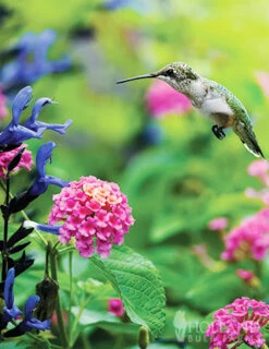 Menu Hummingbird & Butterfly Garden Jumbo Seed Packet