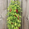 Menu Organic Hanging Garden Jalapeno Pepper Kit -Holland Bulb Farms 75706