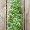 Menu Organic Hanging Garden Basil Kit -Holland Bulb Farms 75707