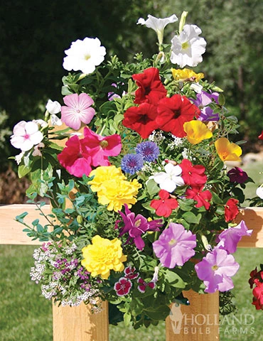 Menu Hummingbird & Butterfly Grow Kit Collection 5 Menu Hummingbird & Butterfly Grow Kit Collection - Image 3