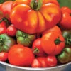 Menu Juicy Tomato Garden -Holland Bulb Farms 75731 tomatoes