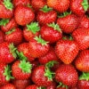 Menu Delicious Sparkle Strawberries -Holland Bulb Farms 75732 strawberries