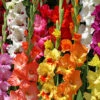 Menu Mixed Gladiolus Super Pack -Holland Bulb Farms 76108 mixed gladiolus 3