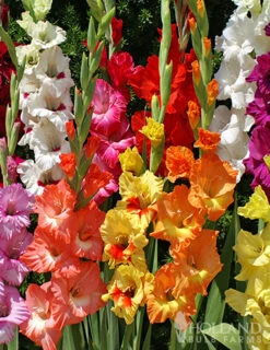 Menu Summer Cut Flower Garden 31 Menu Summer Cut Flower Garden -Holland Bulb Farms 76108 mixed gladiolus 5