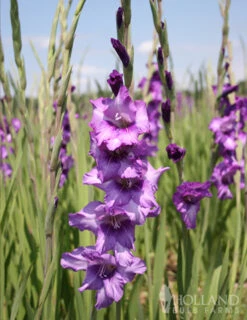 Menu La Vista Pop Gladiolus Collection -Holland Bulb Farms 76113 anouck large flowering gladiolus 2