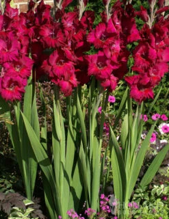 Menu Tropical Drama Gladiolus Collection -Holland Bulb Farms 76116 black surprise large flowering gladiolus 2