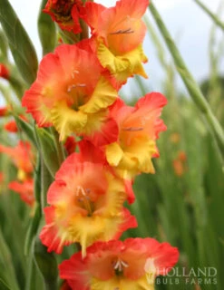Menu Princess Margaret Rose Gladiolus -Holland Bulb Farms 76123 princess margaret rose gladiolus 2