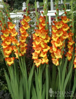 Menu Princess Margaret Rose Gladiolus -Holland Bulb Farms 76123 princess margaret rose gladiolus 3