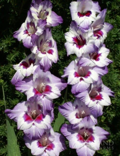 Menu Radiant Orchid Collection W/ Garden Plan -Holland Bulb Farms 76136 vista hybrid gladiolus 1
