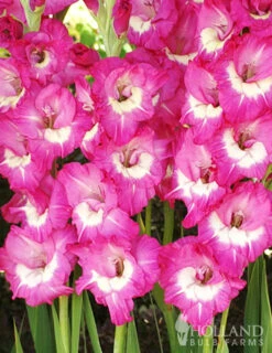 Menu Rhapsody In Blue Gladiolus -Holland Bulb Farms 76140 rhapsody in blue 5