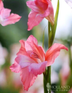 Menu Hardy Mini Gladiolus Collection -Holland Bulb Farms 76142 charming beauty hardy mini gladiolus 2