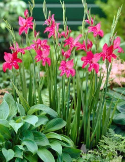 Menu Charming Beauty Hardy Mini Gladiolus -Holland Bulb Farms 76142 charming beauty mini gladiolus 3 1