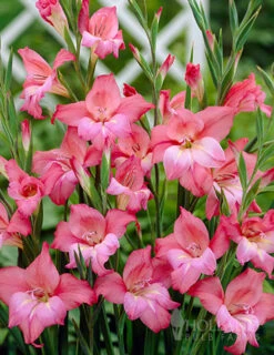 Menu Spring Wedding Flower Bulb Buffet -Holland Bulb Farms 76142 charming beauty mini gladiolus 5